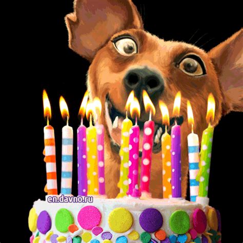 happy birthday dogs gif|happy birthday dog images.